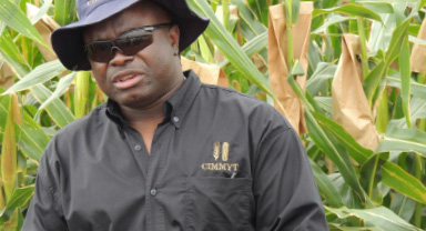 WaterEfficientMaize-2